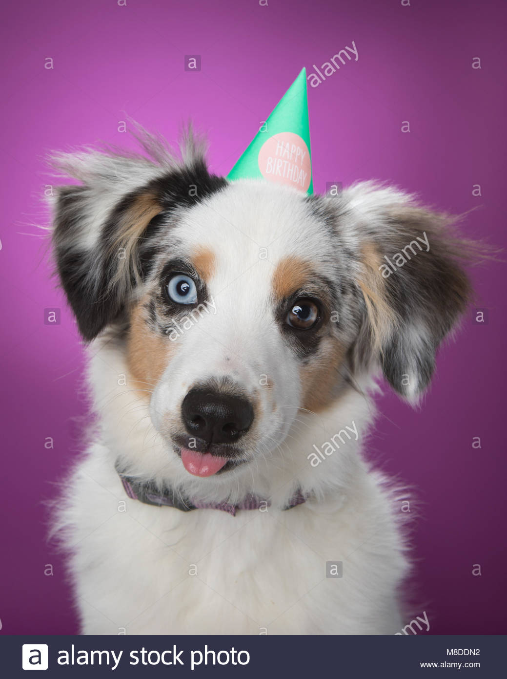 Miniature Australian Shepherd Stock Photos Miniature