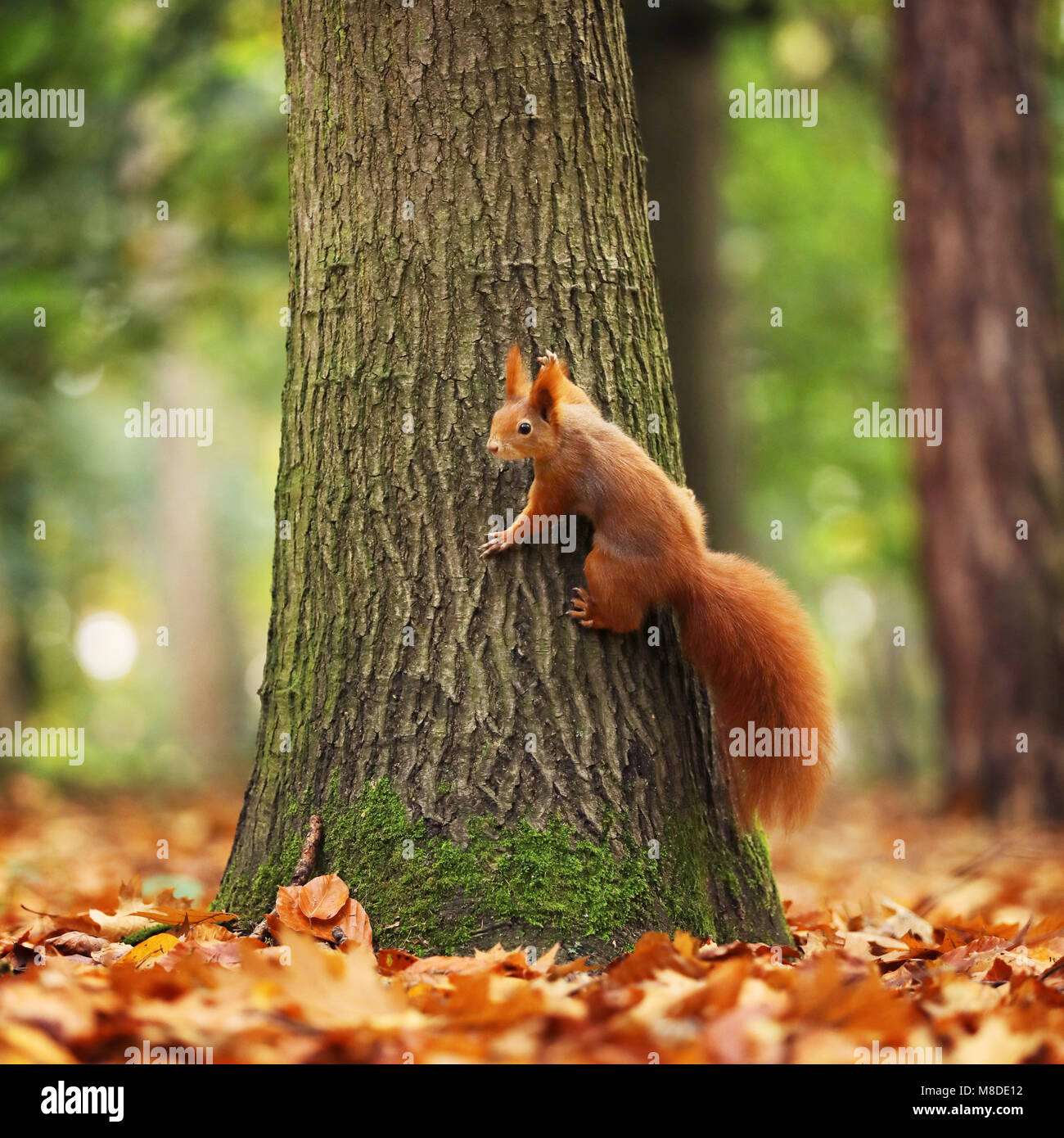 Euroasian red squirrel sit on the tree - Sciurus vulgaris Stock Photo