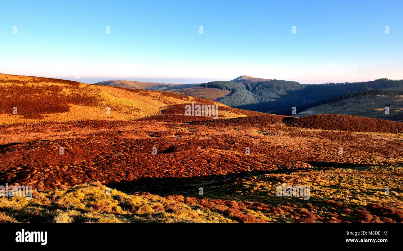 Sunlight on Whinlatter moss Stock Photo