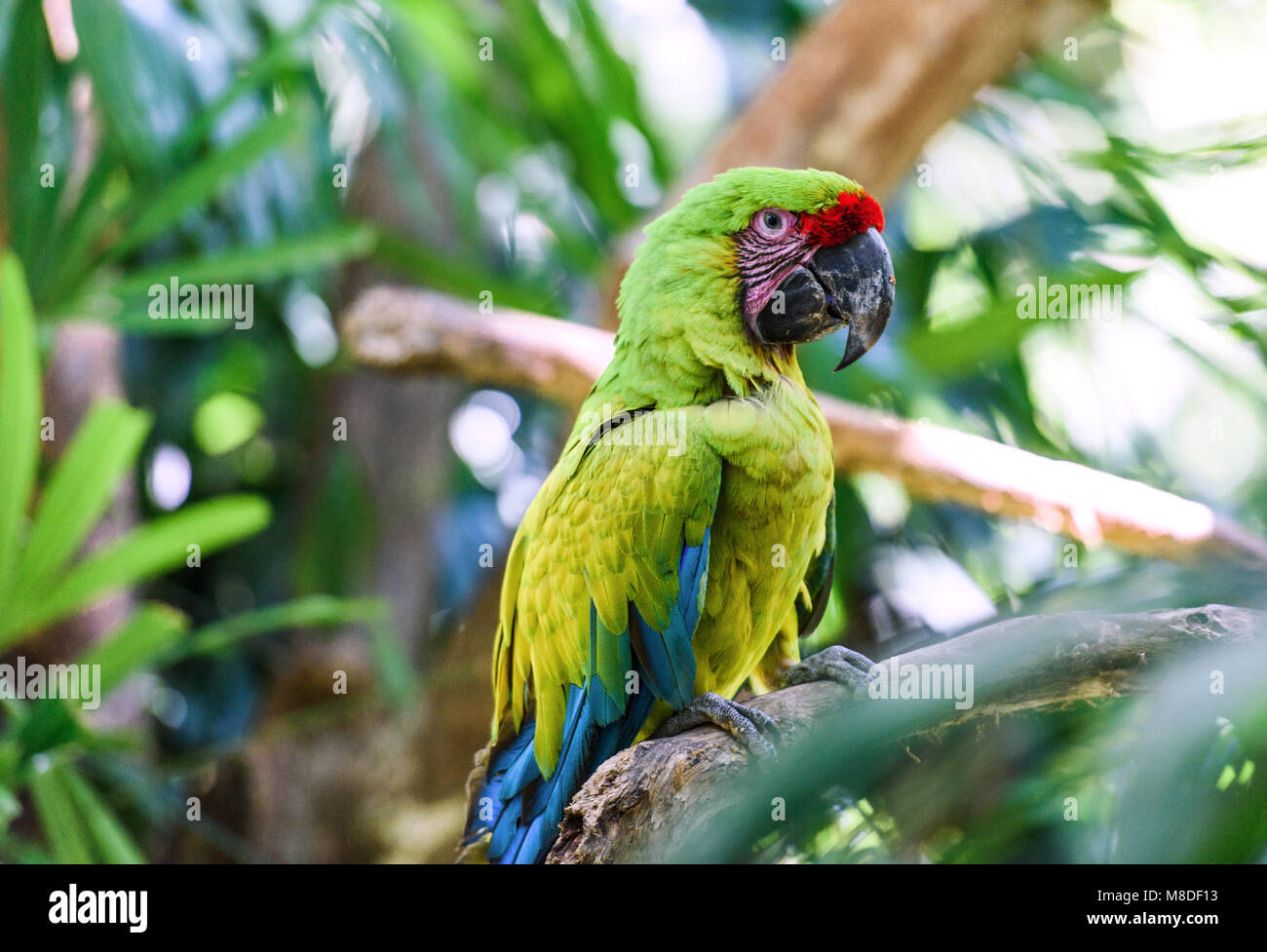 Wildlife in Costa Rica. Parrot Ara in green tropical forest, Costa Rica. Stock Photo