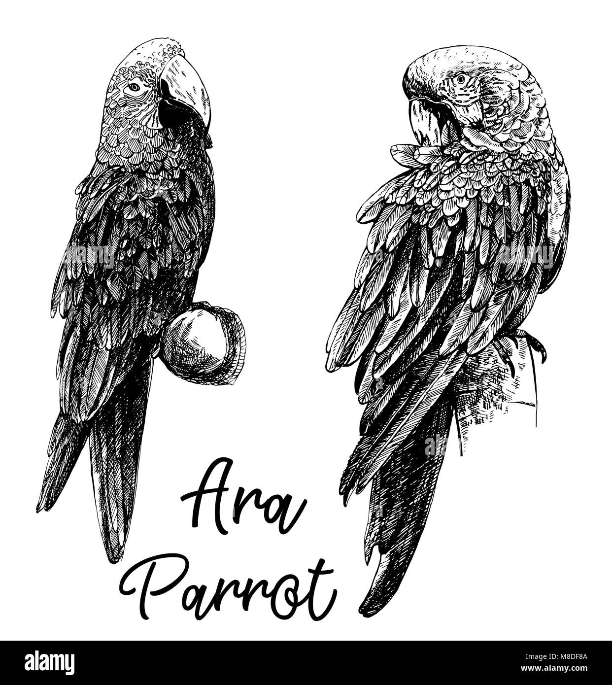 Set of hand drawn sketch style Ara parrots isolated on white background. Vector illustration. Stock Vector