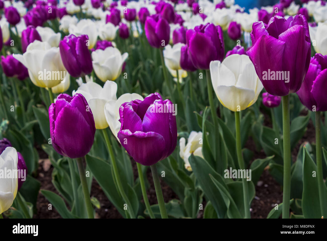 Purple and white Tulips in Ottawa Stock Photo