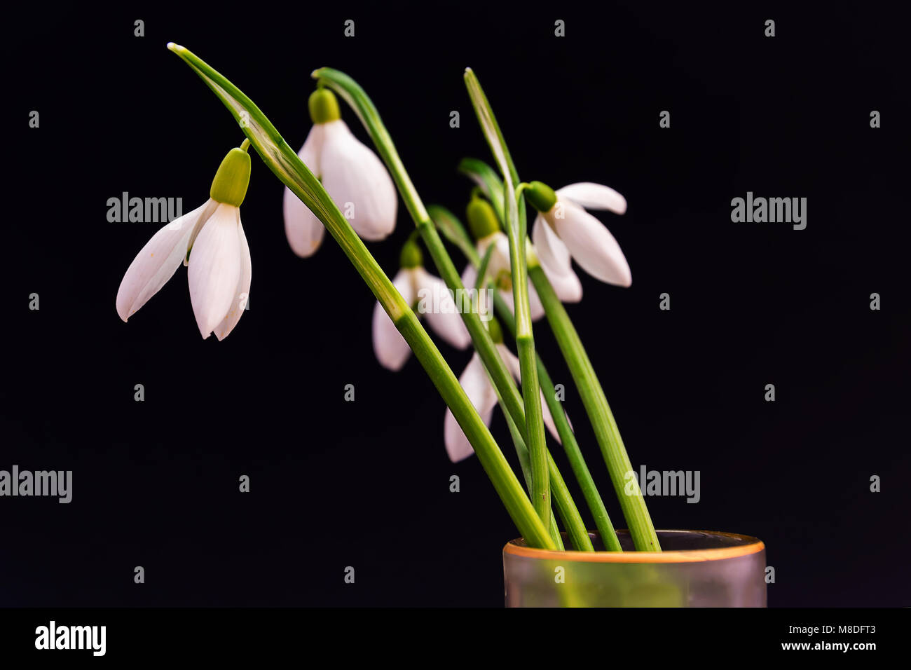 First spring flowers snowdrops bouquet. Isolated on black Stock Photo