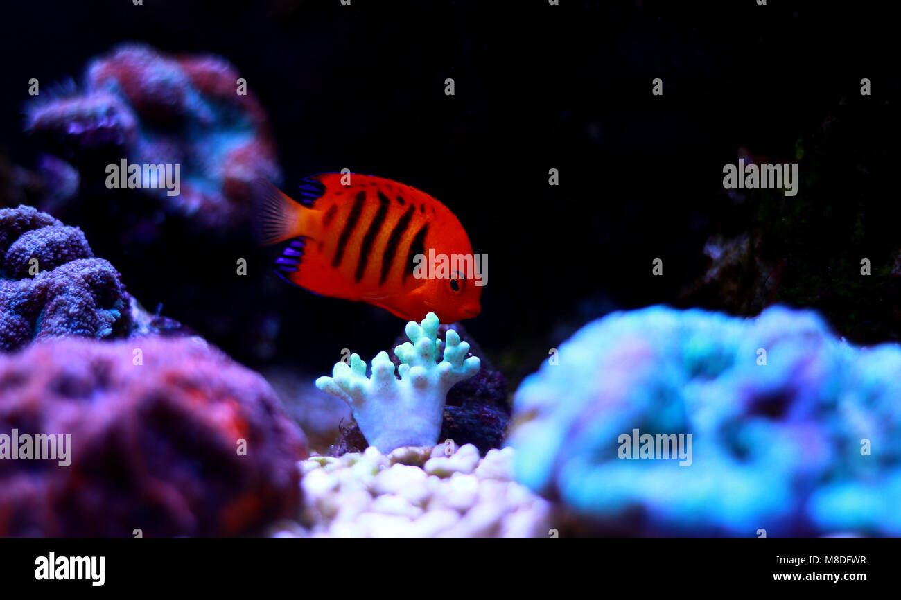Flame Angelfish (Centropyge loricula Stock Photo - Alamy
