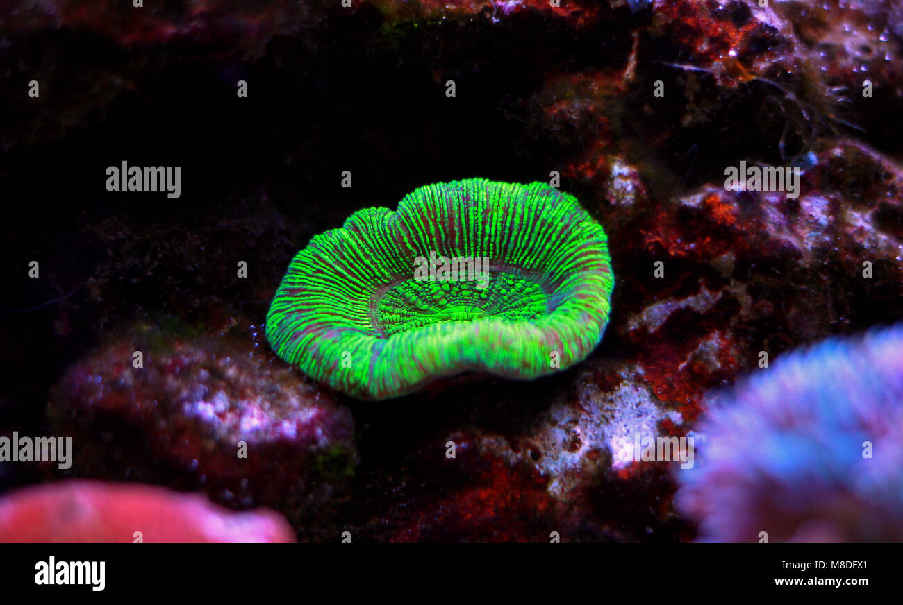 Open brain sp. coral in reef aquarium Stock Photo