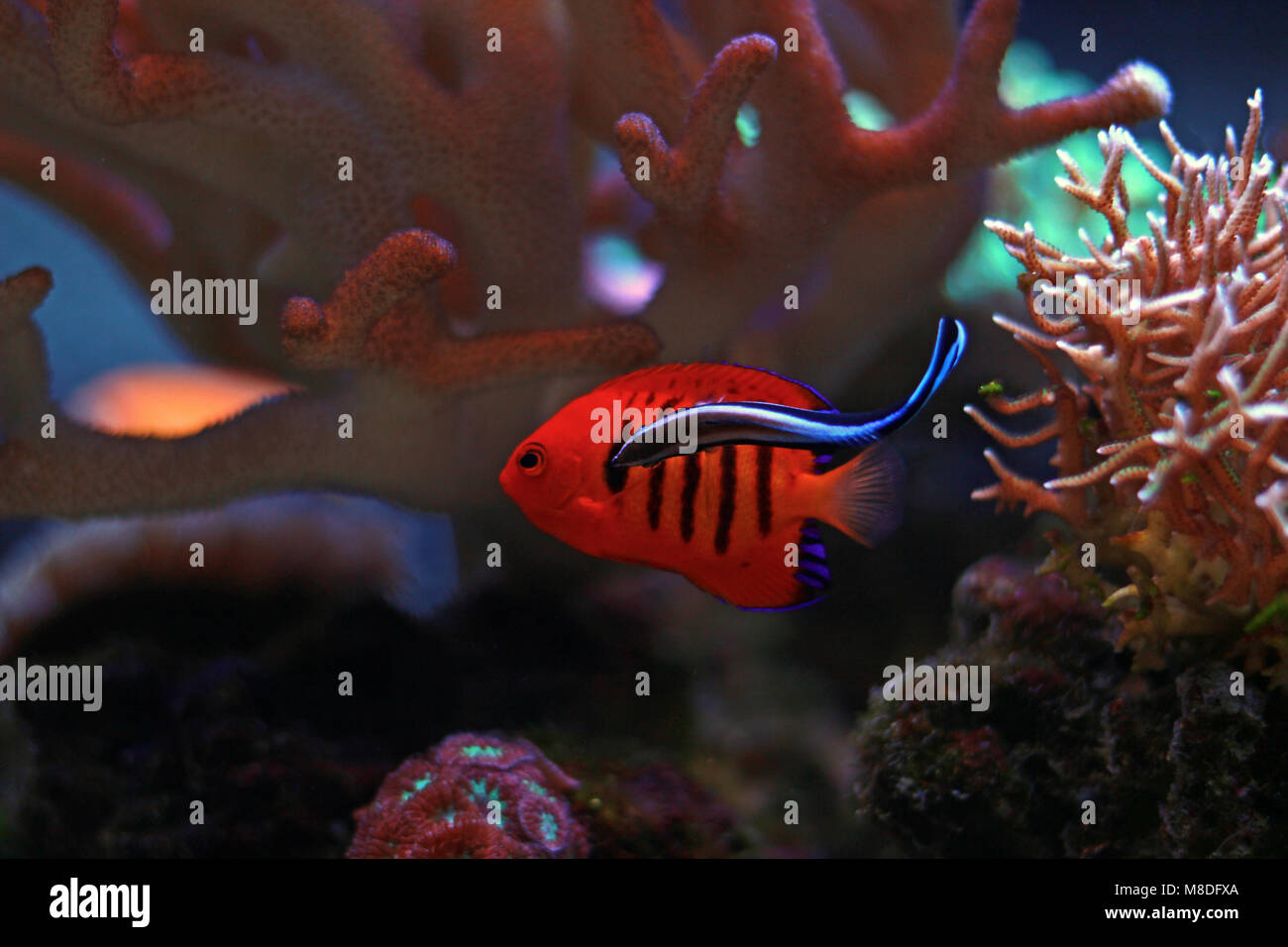Flame Angelfish (Centropyge loricula Stock Photo - Alamy