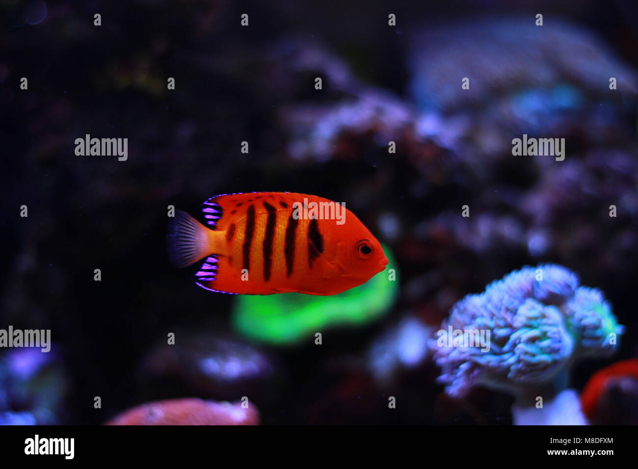 Flame Angelfish (Centropyge loricula Stock Photo - Alamy