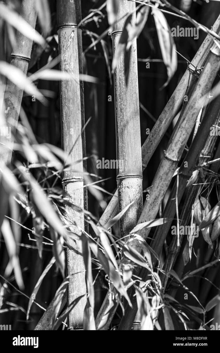 Bamboo sticks Black and White Stock Photos & Images - Alamy