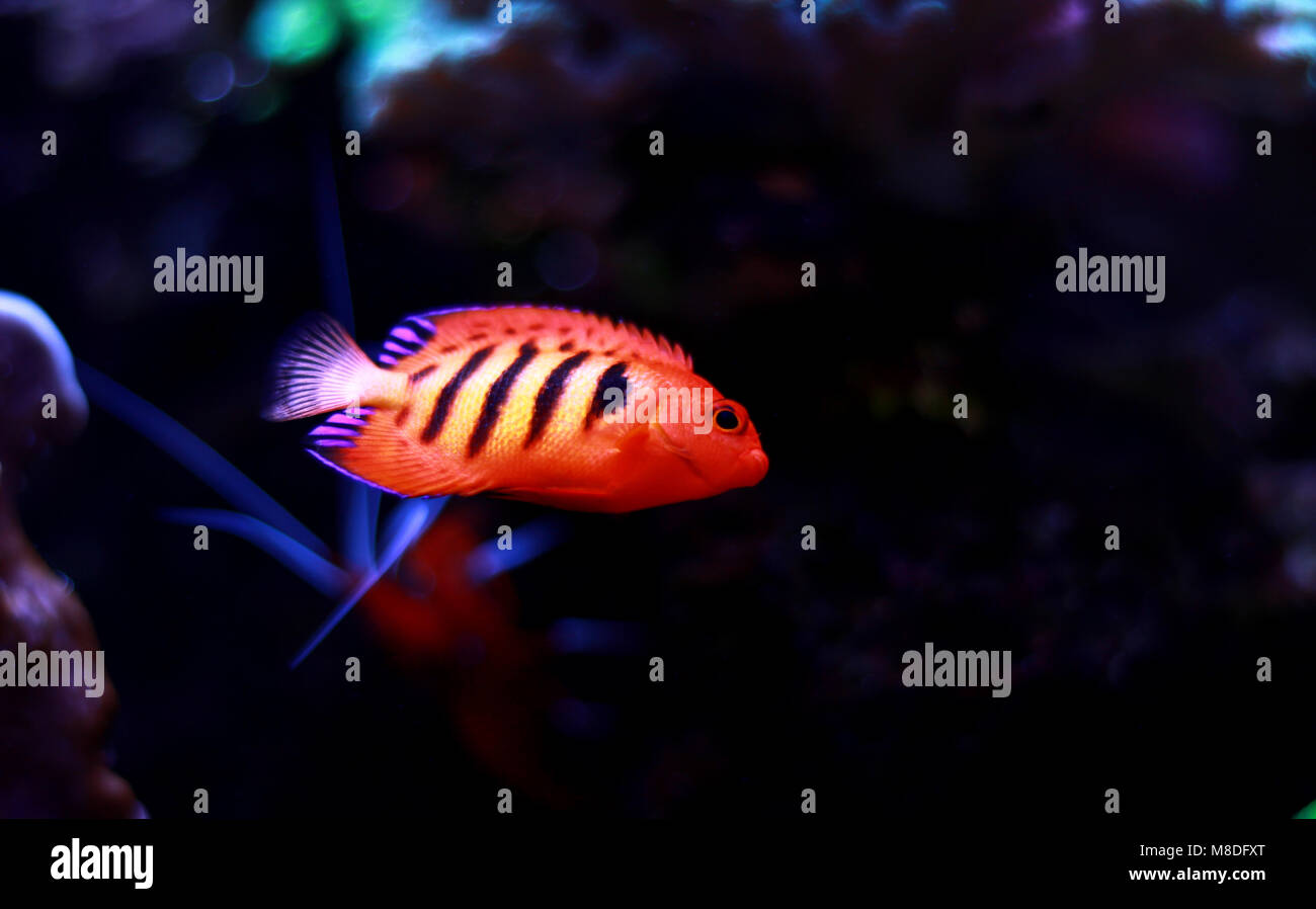 Flame Angelfish (Centropyge loricula Stock Photo - Alamy