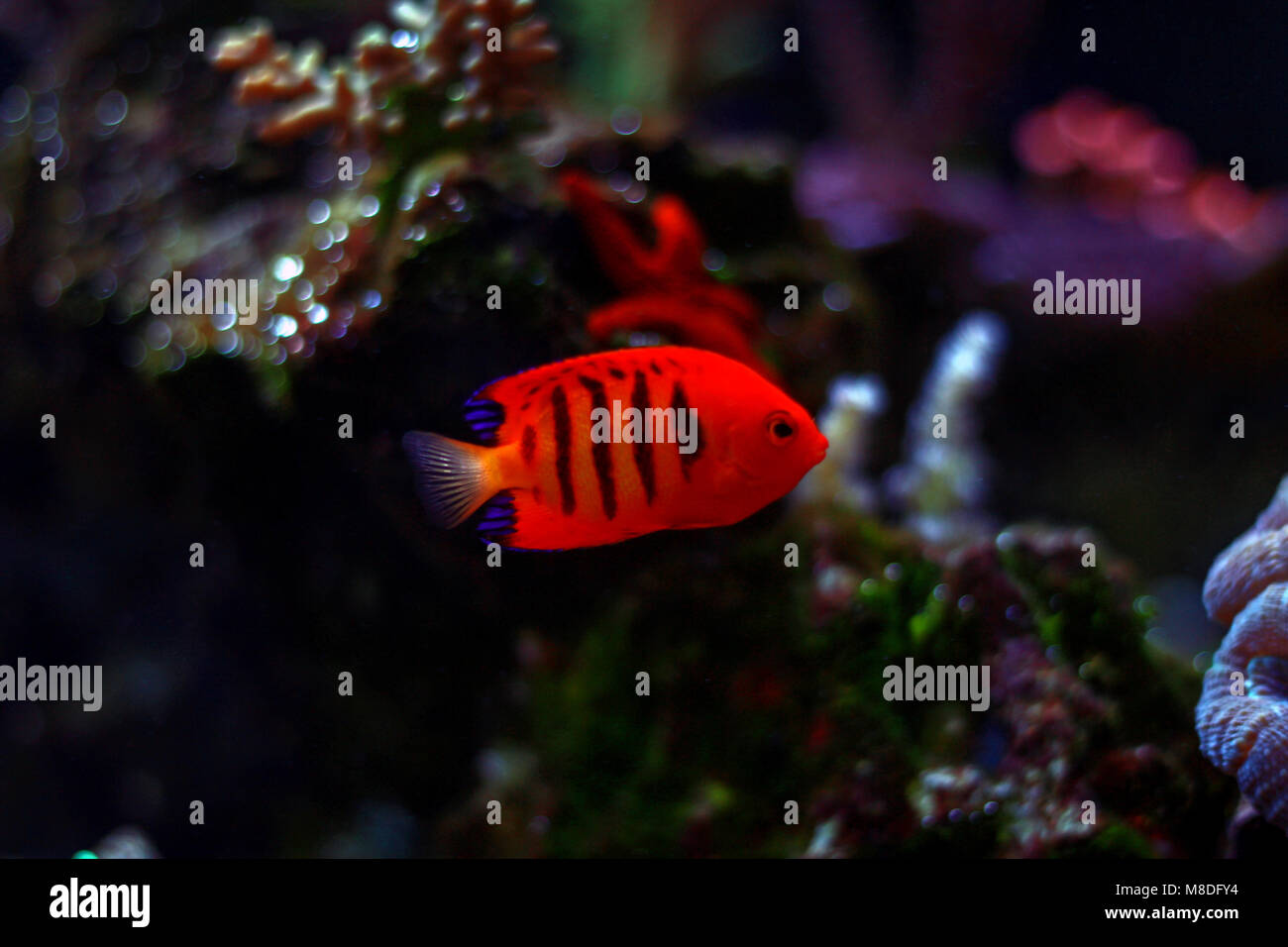 Flame Angelfish (Centropyge loricula Stock Photo - Alamy