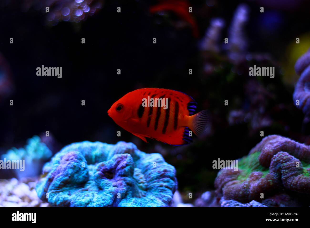 Flame Angelfish (Centropyge loricula Stock Photo - Alamy