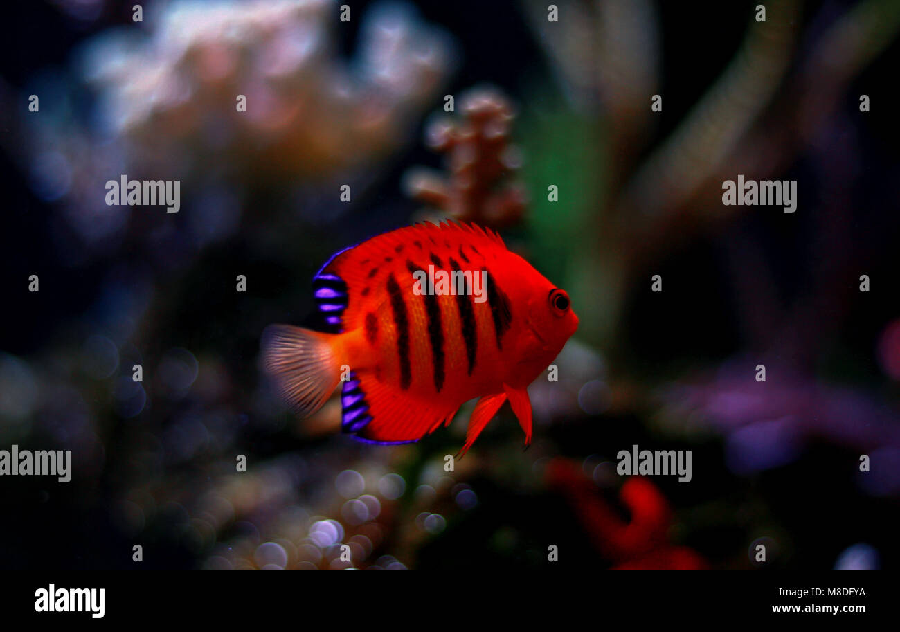 Flame Angelfish (Centropyge loricula Stock Photo - Alamy