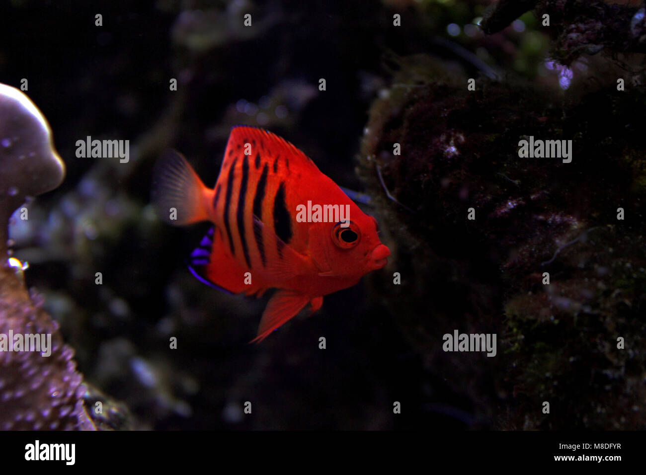 Flame Angelfish (Centropyge loricula Stock Photo - Alamy