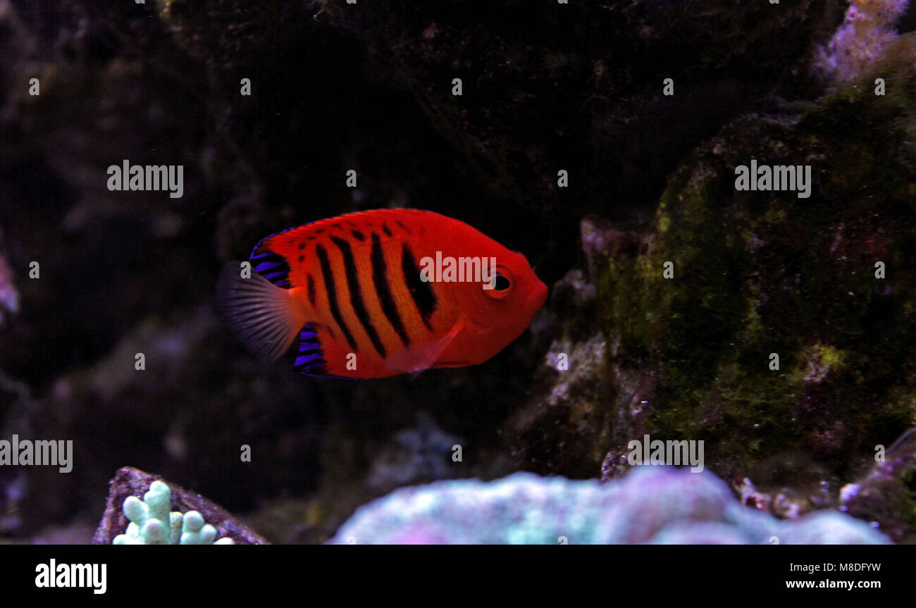 Flame Angelfish (Centropyge loricula Stock Photo - Alamy