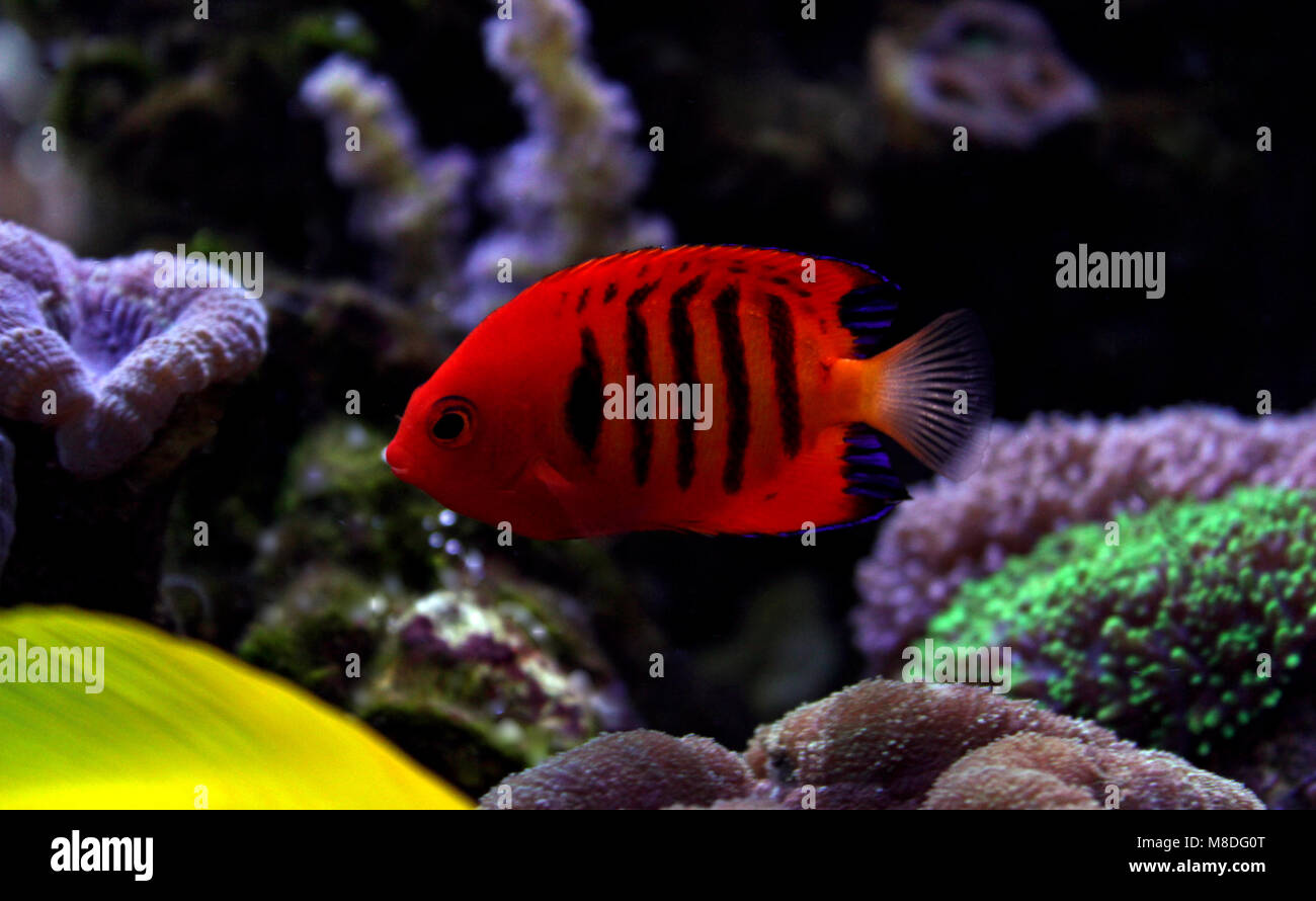 Flame Angelfish (Centropyge loricula Stock Photo - Alamy