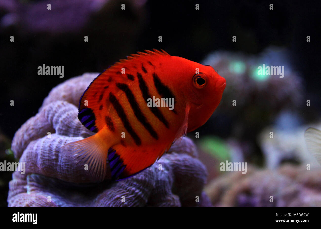 Flame Angelfish (Centropyge loricula Stock Photo - Alamy