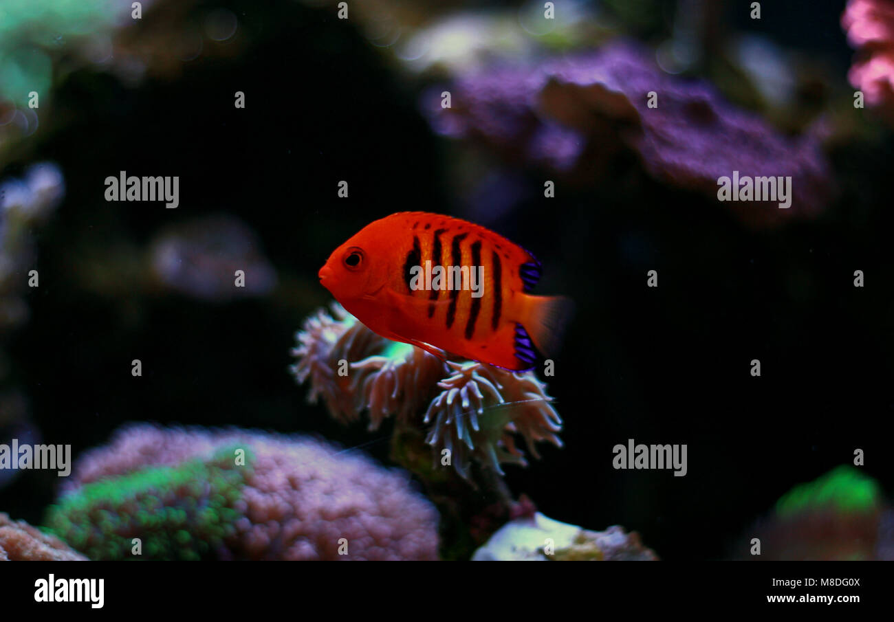 Flame Angelfish (Centropyge loricula Stock Photo - Alamy
