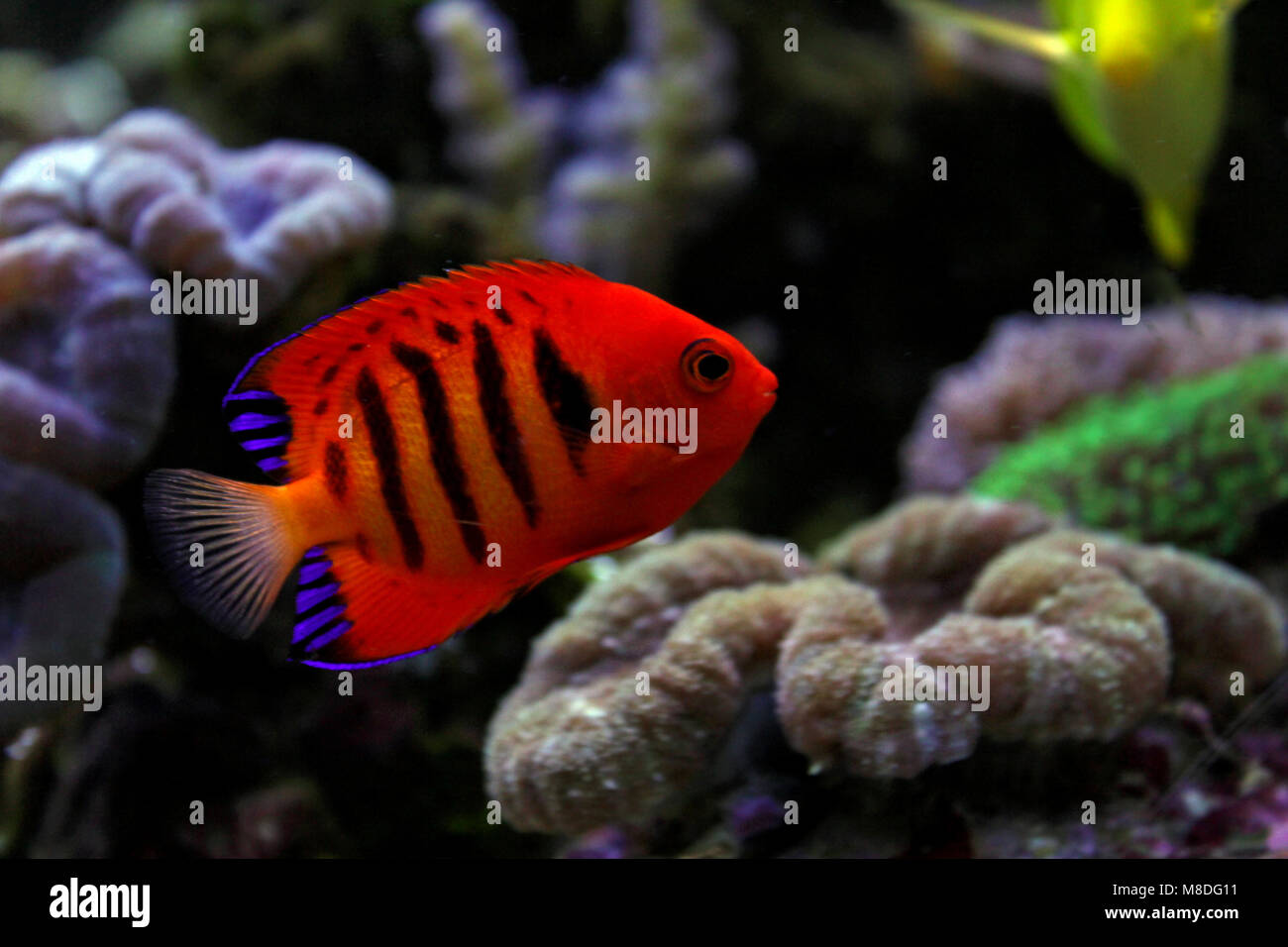 Flame Angelfish (Centropyge loricula Stock Photo - Alamy