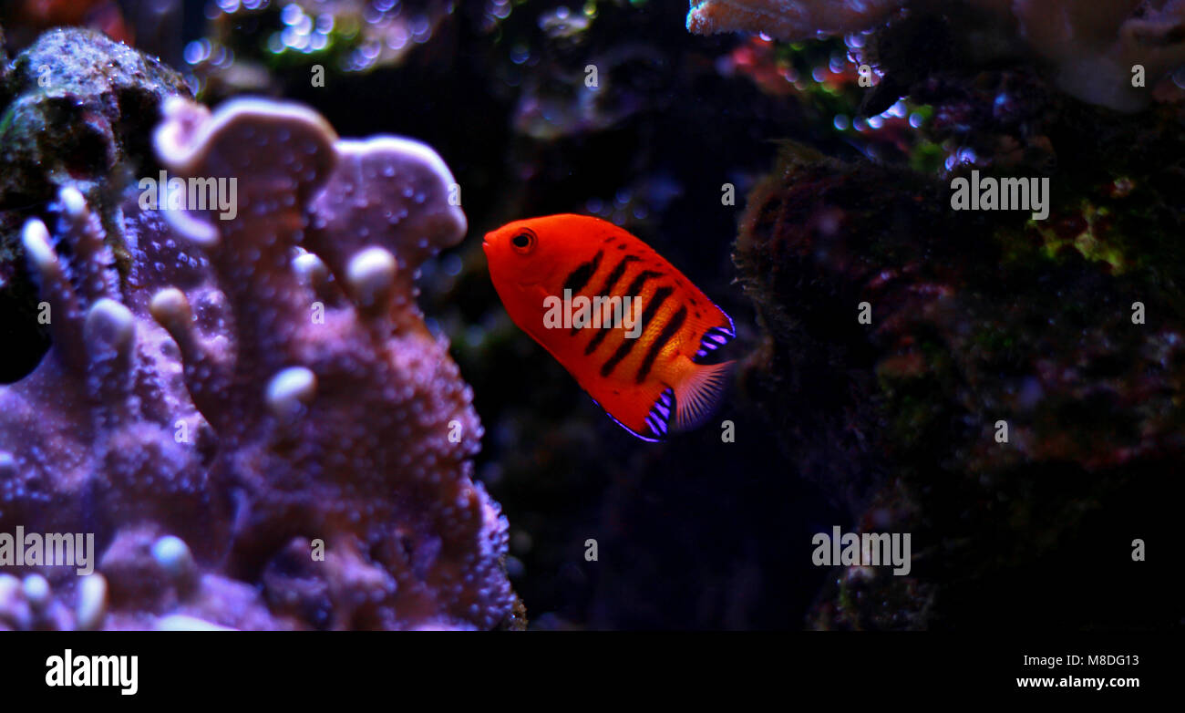 Flame Angelfish (Centropyge loricula Stock Photo Alamy