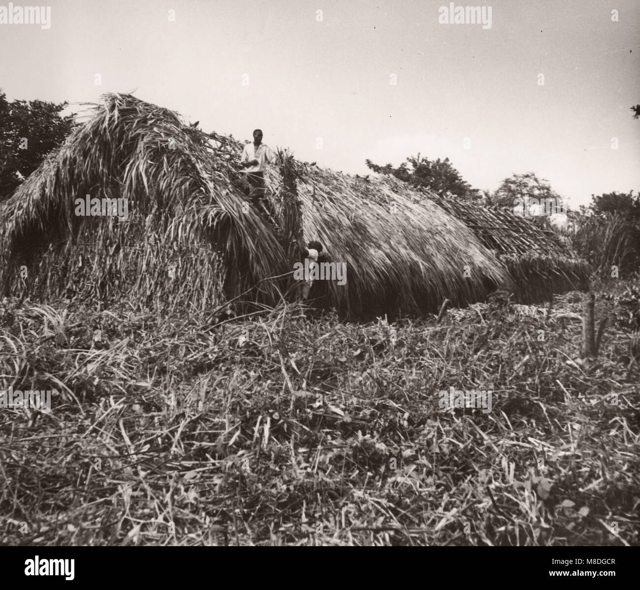 1940s East Africa Uganda - growing tobacco - farming and processing Stock Photo