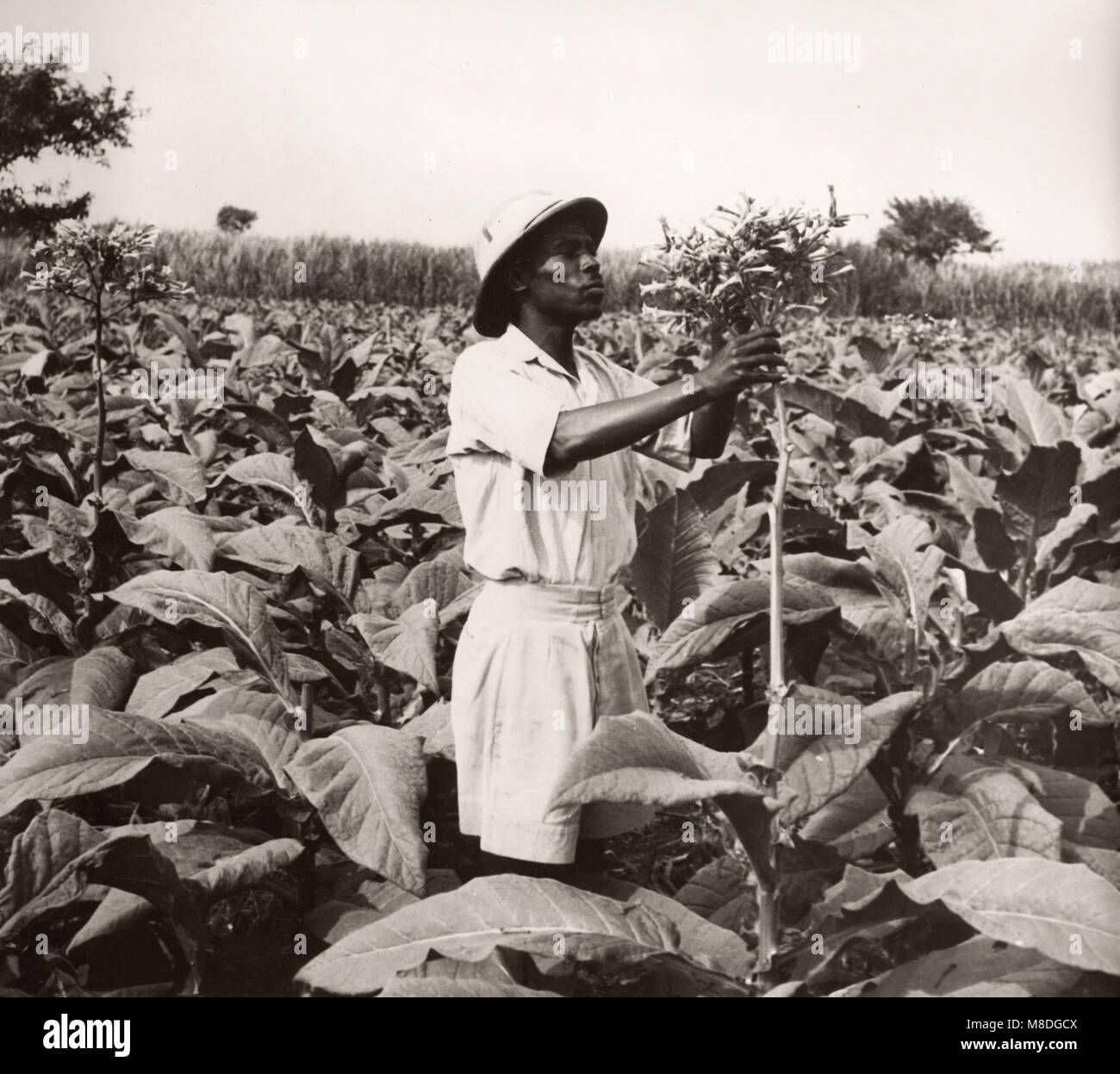 Tobacco growing history hires stock photography and images Alamy