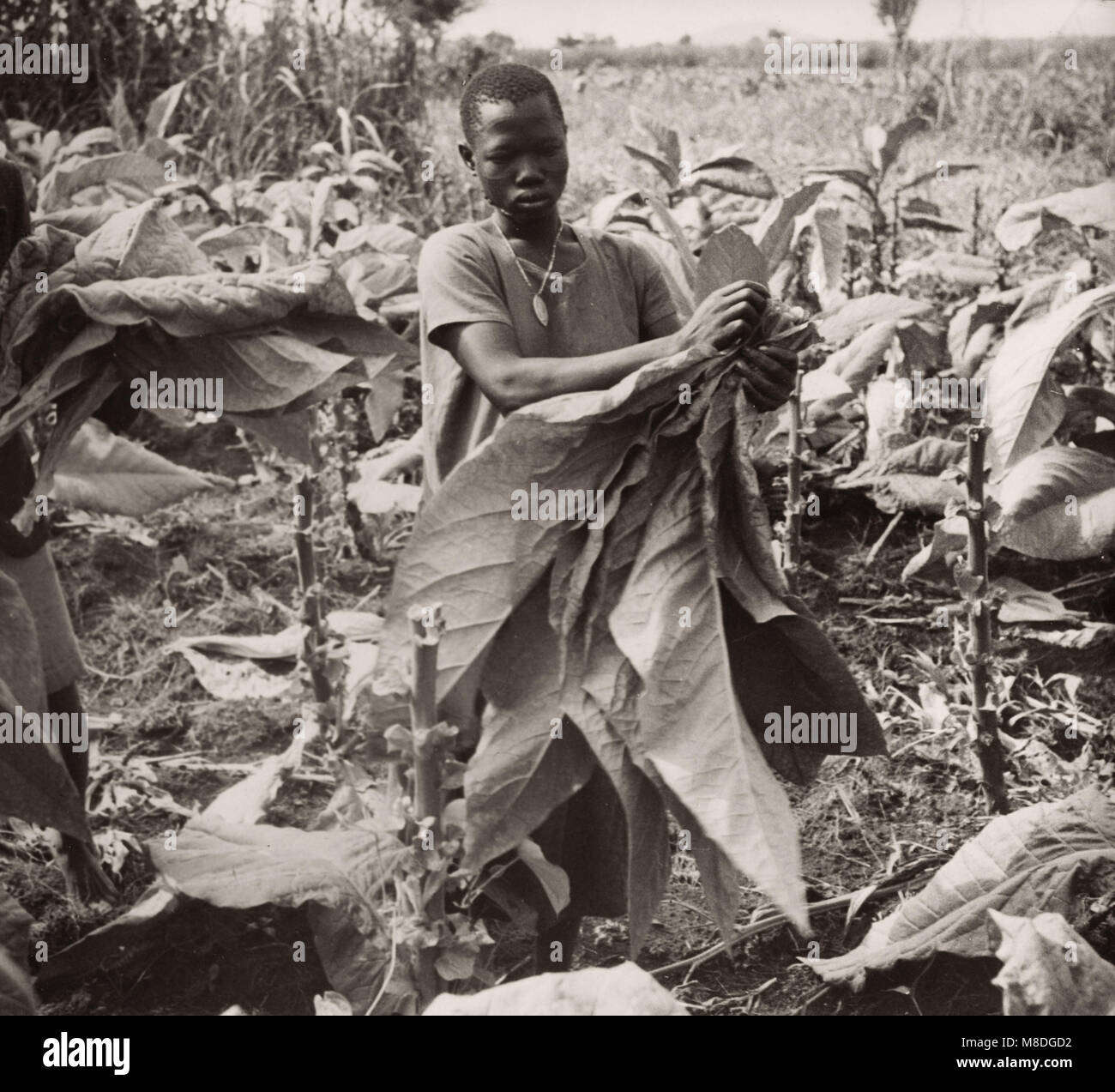 1940s East Africa Uganda - growing tobacco - farming and processing Stock  Photo