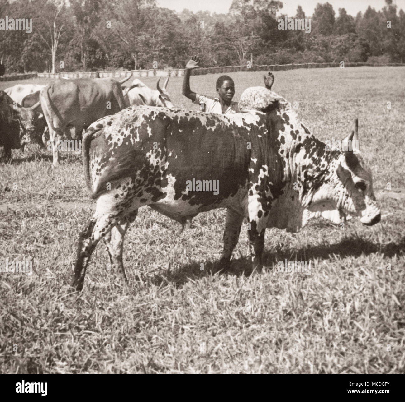 1940s East Africa - Uganda - a zebu, indigenous type of cattle Stock Photo