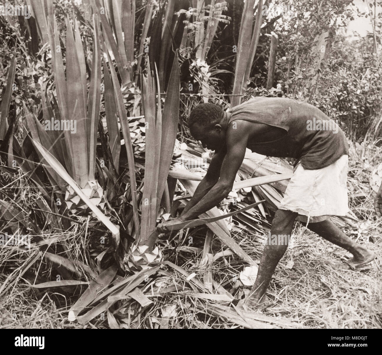 1940s East Africa - Uganda - cutting sisal Masindi Port Stock Photo