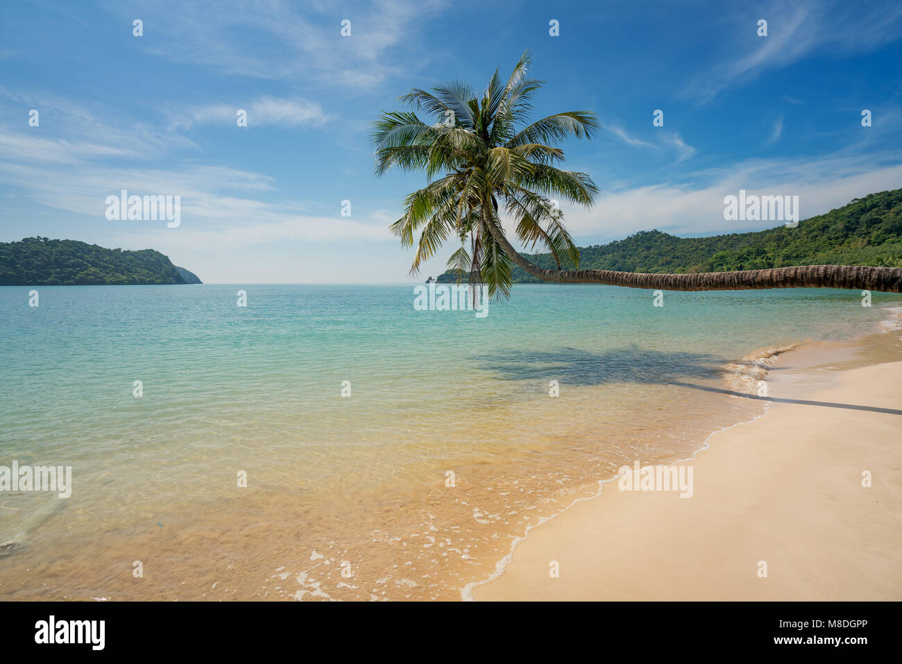 Coconut palm tree over summer beach sea in Phuket ,Thailand. Summer, Travel, Vacation and Holiday concept Stock Photo