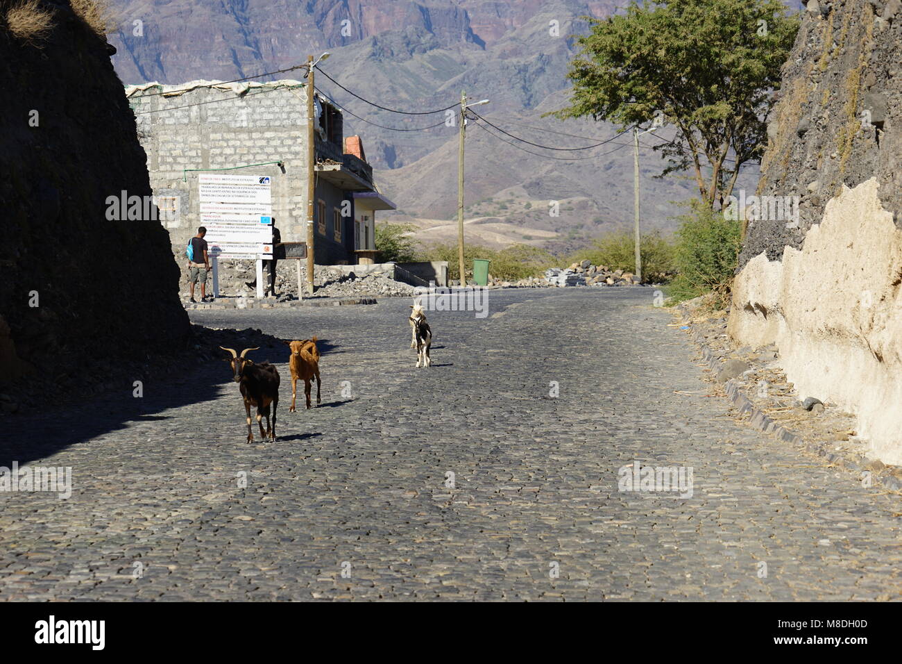 Goats on the street of Lagedos. Santo Antao Island, Cape Verde Stock Photo