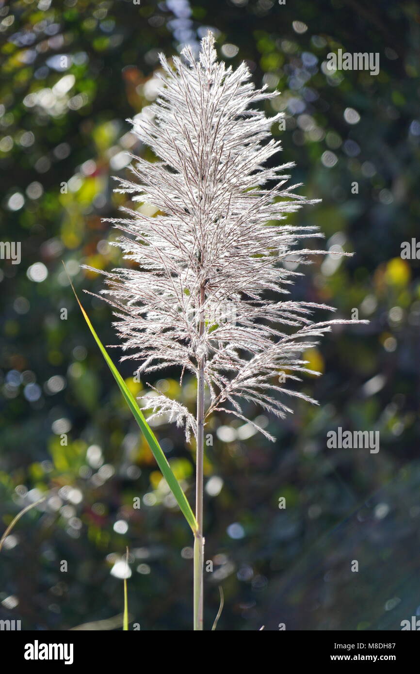 Flower of Sugarcane, Santo Antao, Cape Verde Stock Photo Alamy