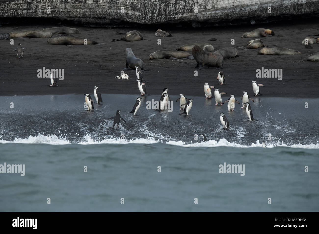British Overseas Territory, South Sandwich Islands, Saunders Island