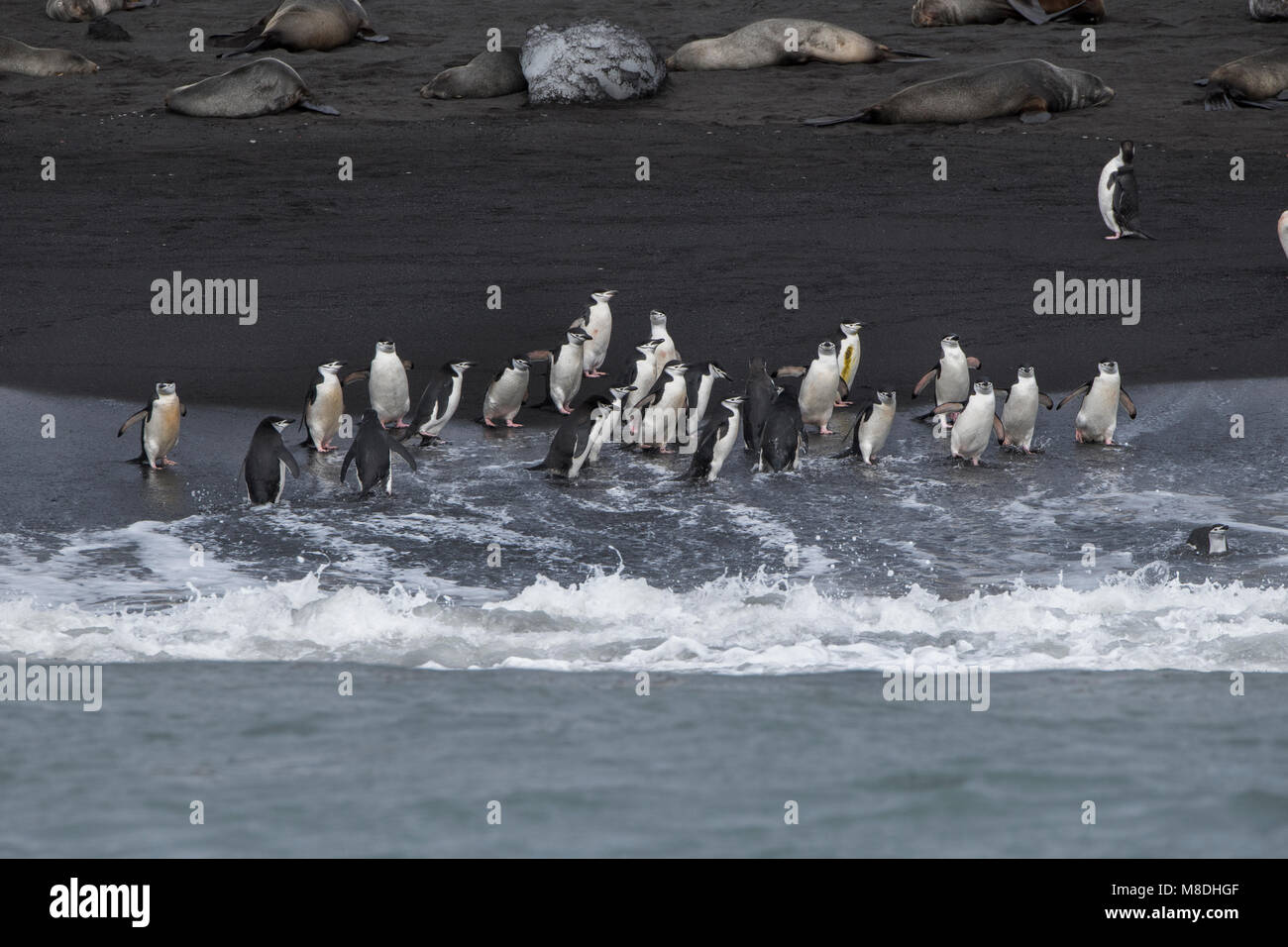 British Overseas Territory, South Sandwich Islands, Saunders Island