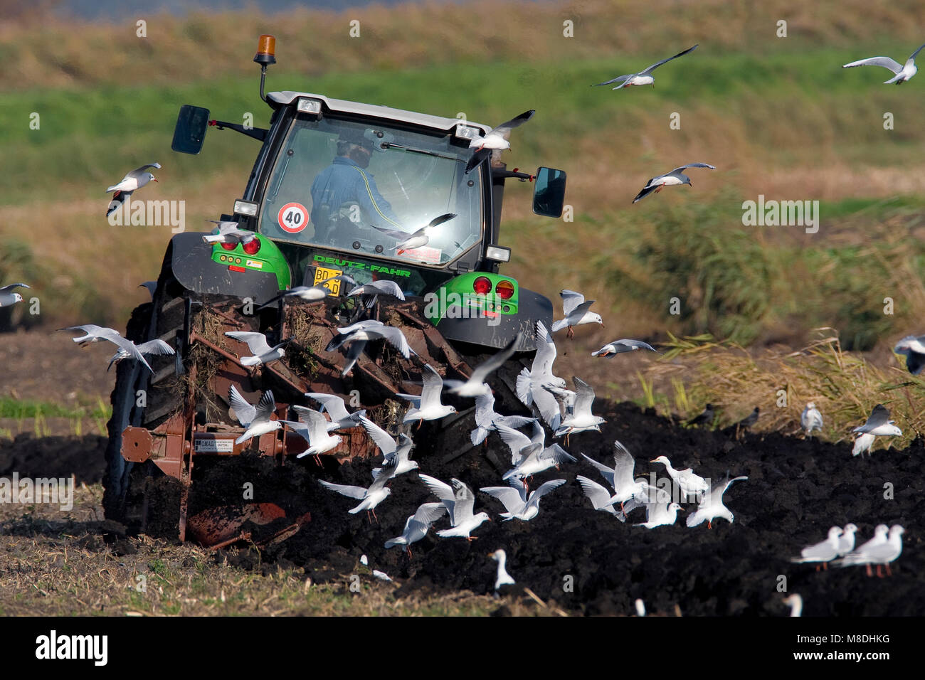 Kokmeeuw vliegend achter traktor; Black-headed Gull flying behind tractor Stock Photo