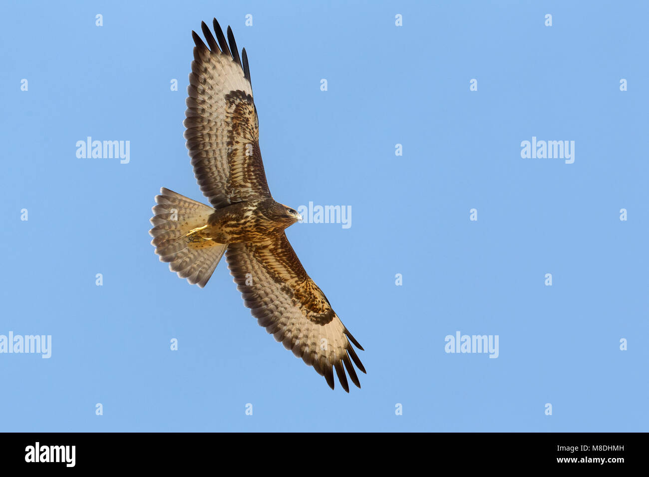 Steppebuizerd in de vlucht; Steppe Buzzard in flight Stock Photo