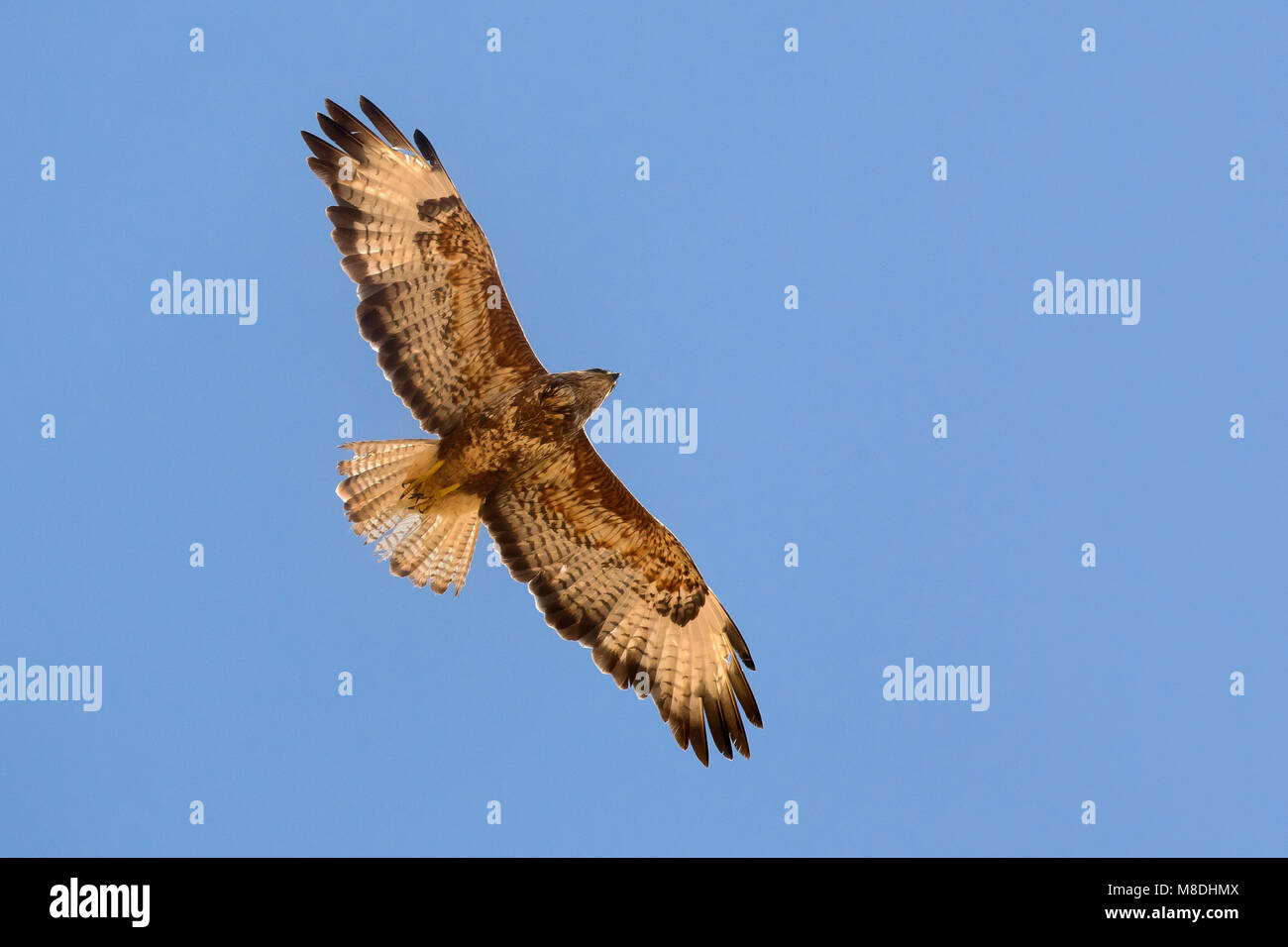 Steppebuizerd in de vlucht; Steppe Buzzard in flight Stock Photo