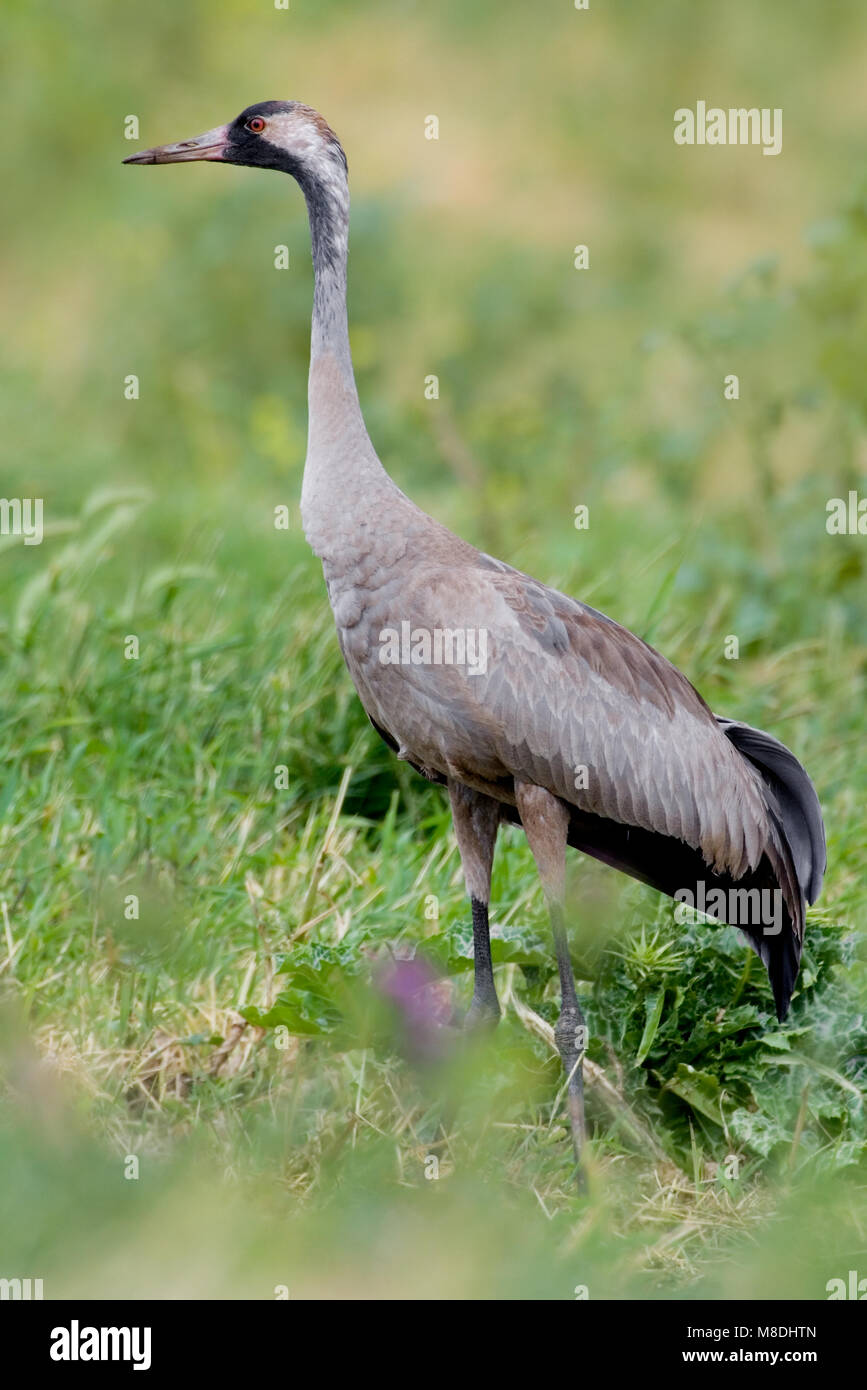 Kraanvogel; Common Crane Stock Photo