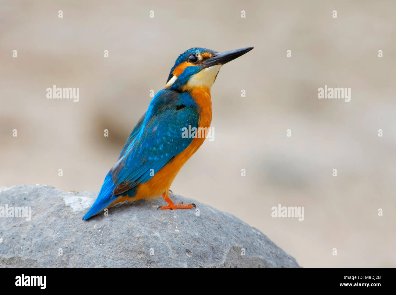 IJsvogel; Kingfisher; Alcedo atthis Stock Photo