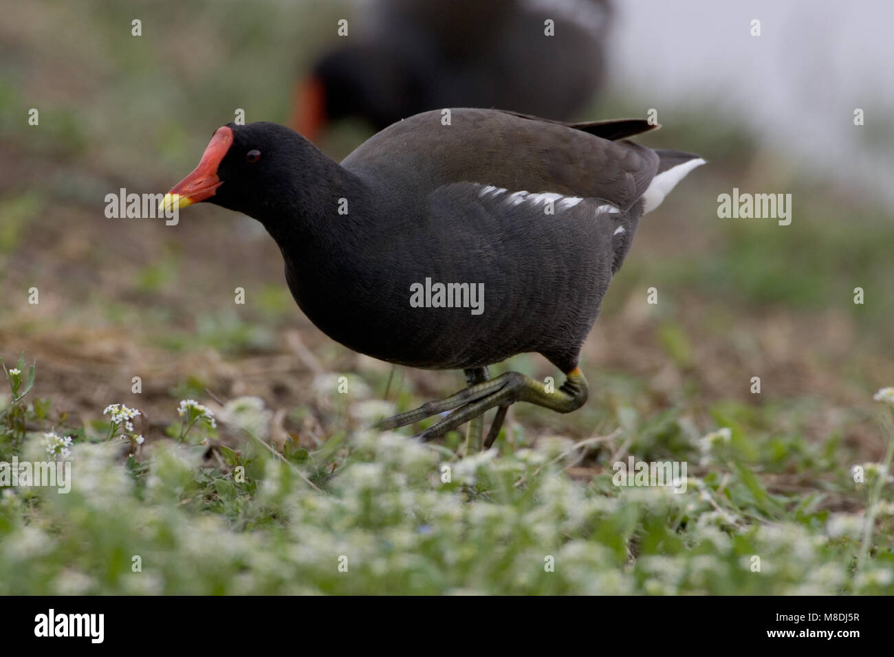 Volwassen Waterhoen; Adult Common Moorhen Stock Photo - Alamy