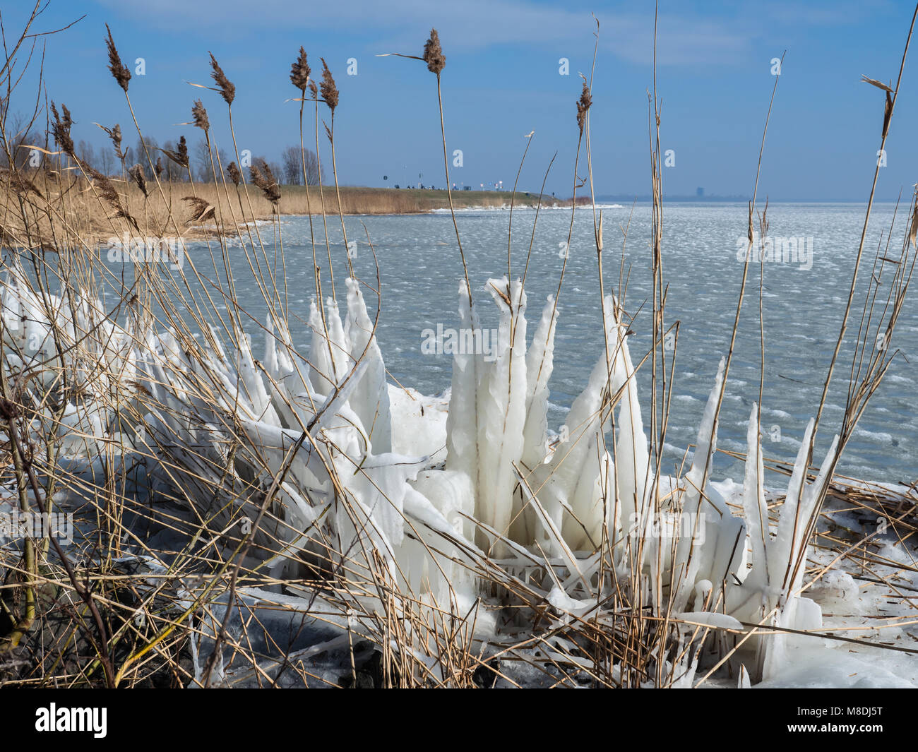 Frozen reeds in winter Stock Photo