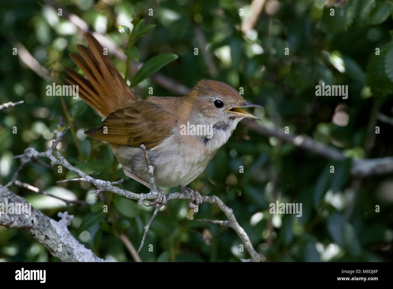 Common Nightingale singing; Nachtegaal zingend Stock Photo