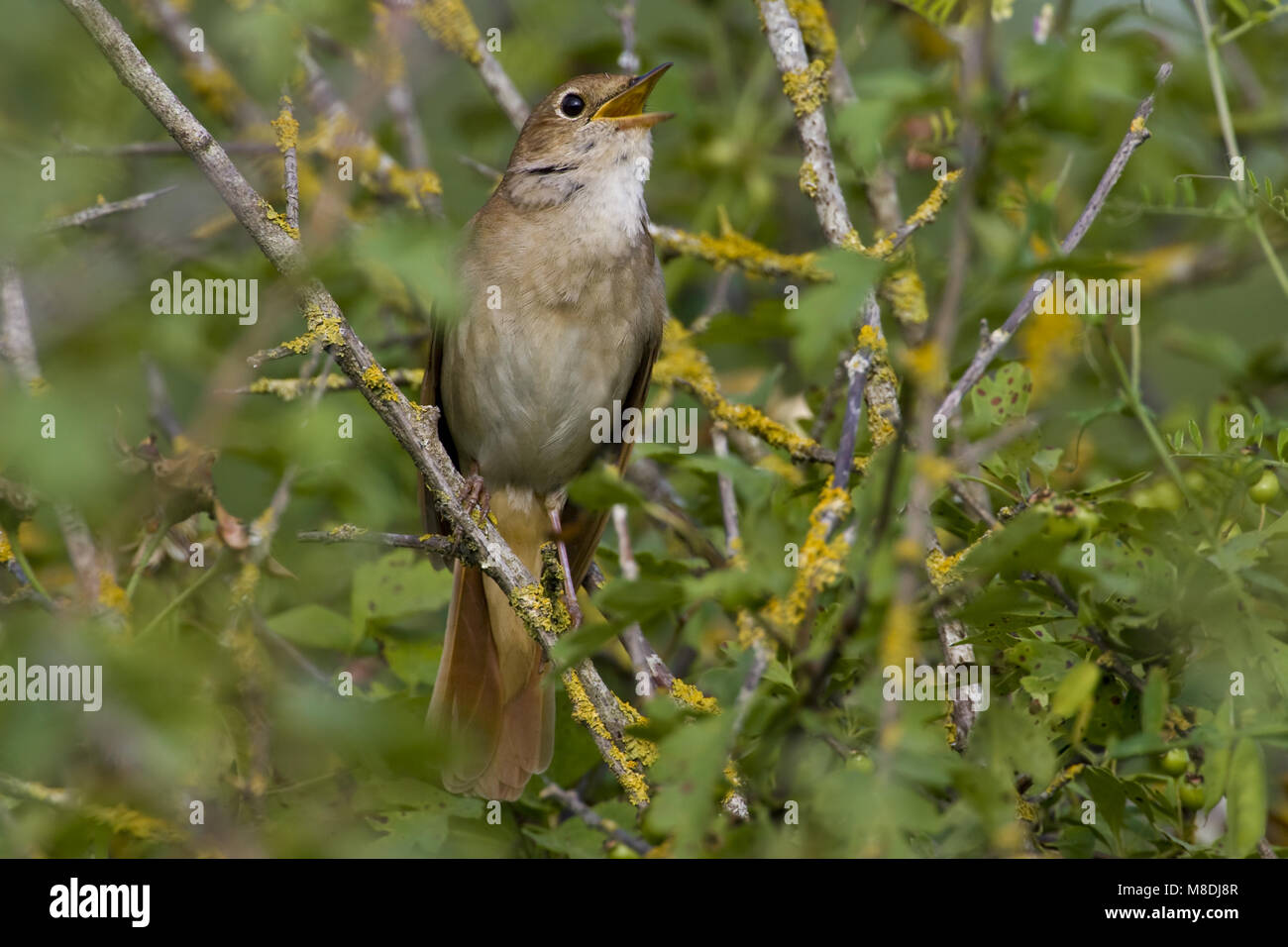 Common Nightingale singing; Nachtegaal zingend Stock Photo Alamy