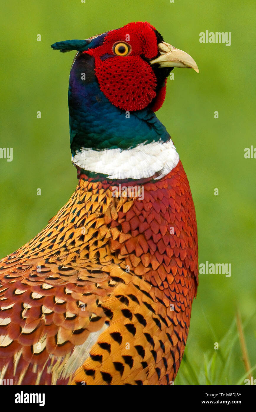 Mannetje Fazant; Male Common Pheasant Stock Photo