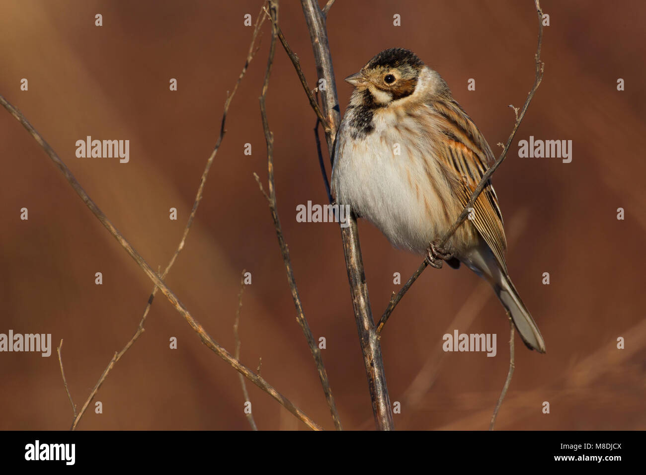 Mannetje Rietgors; Male Reed Bunting Stock Photo
