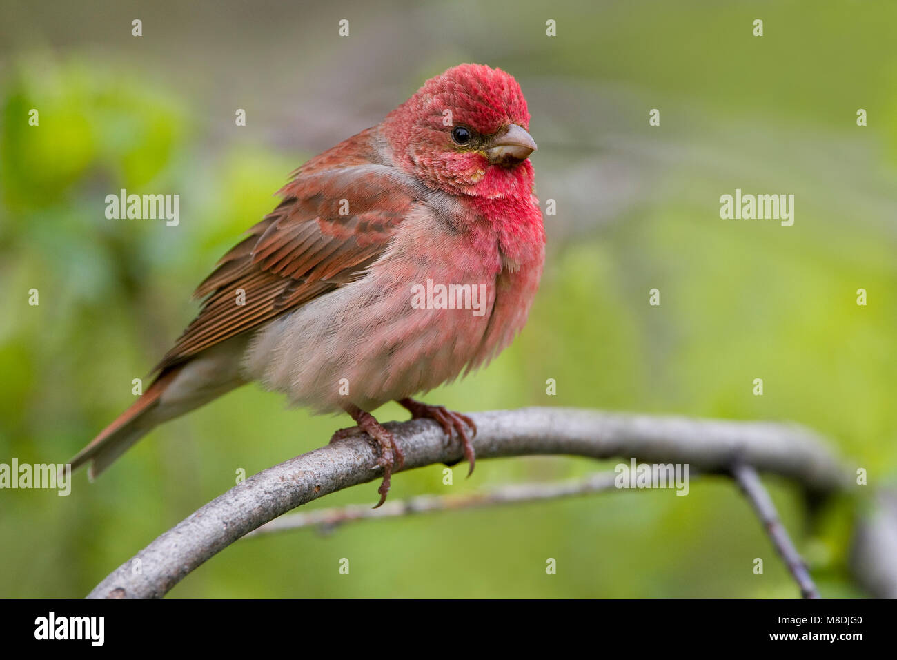 Roodmus zittend; Common Rosefinch perched Stock Photo
