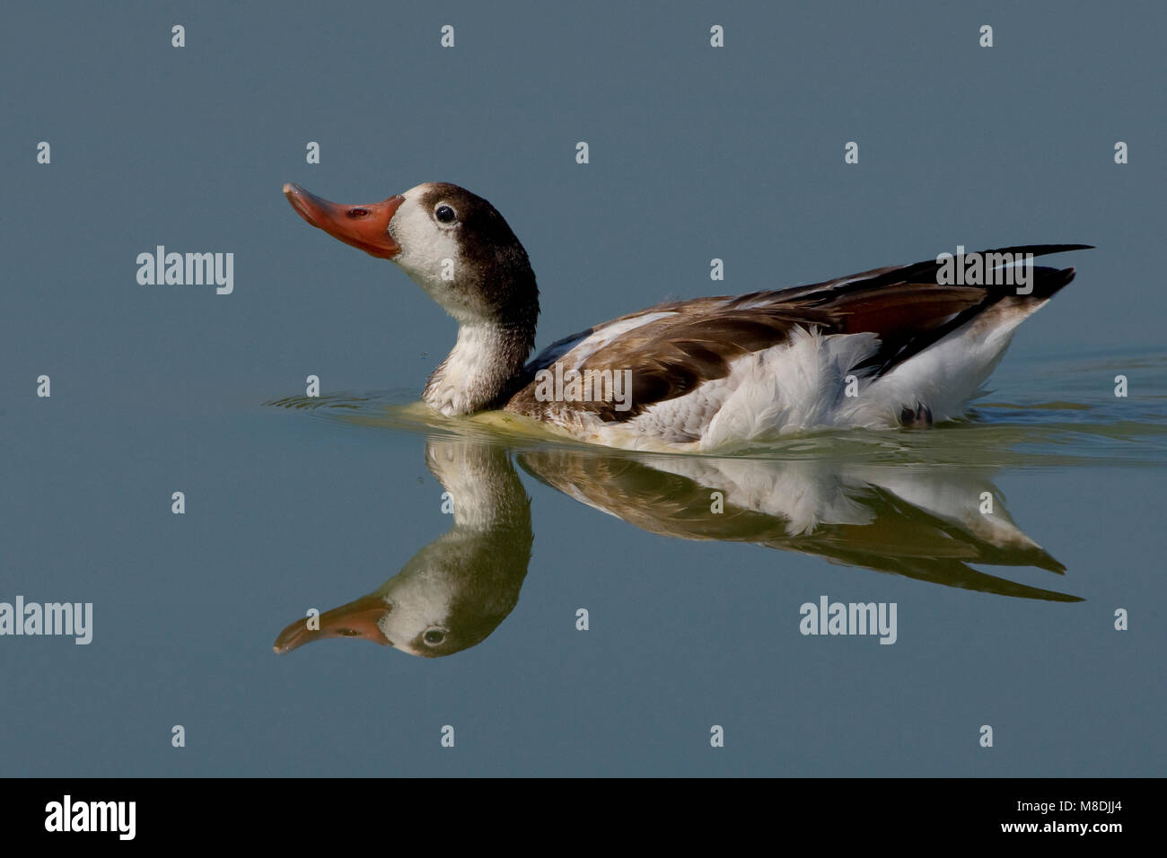 Bergeend onvolwassen zwemmend; Common Shelduck juvenile swimming Stock Photo