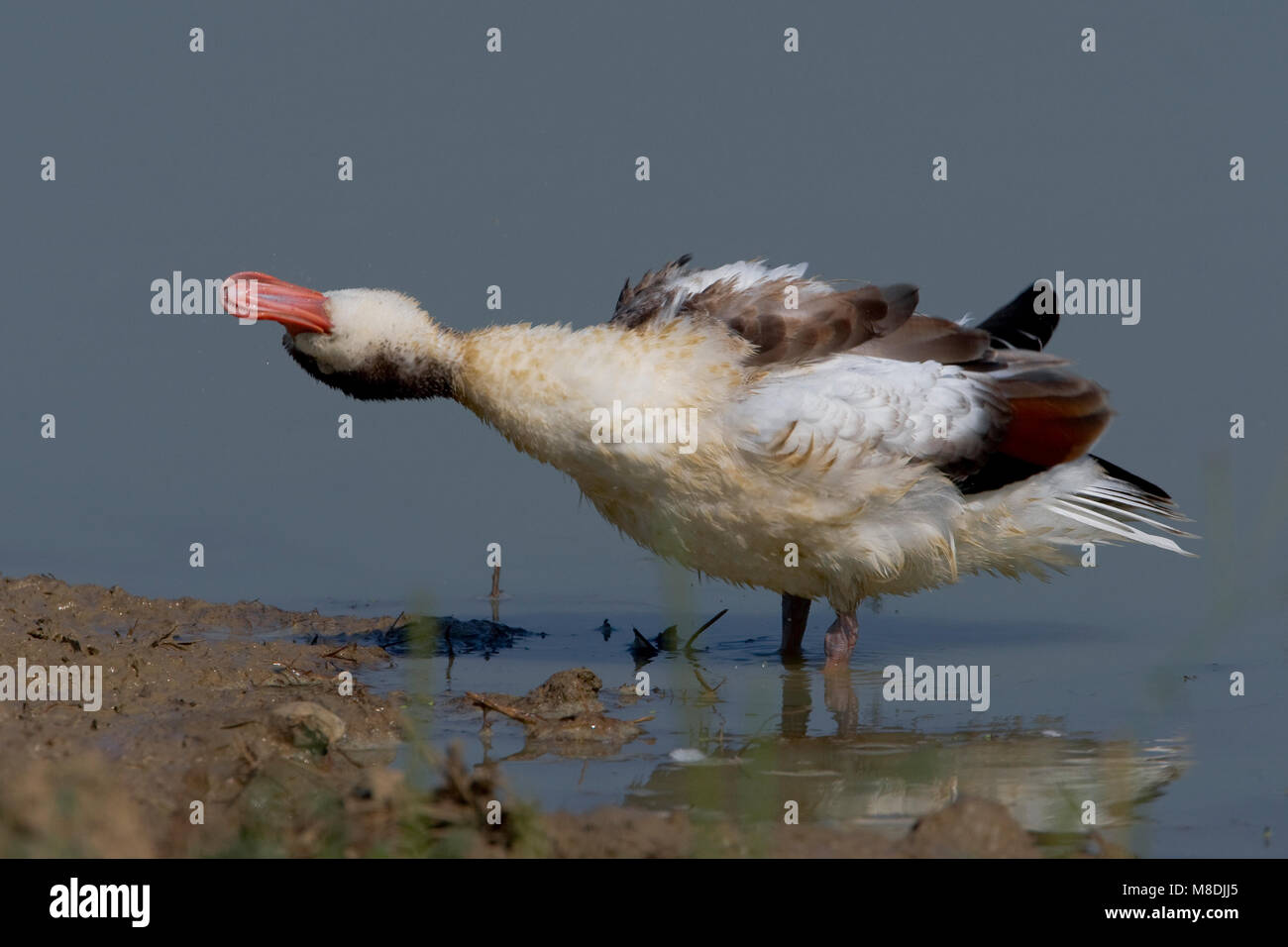 Bergeend onvolwassen; Common Shelduck juvenile Stock Photo