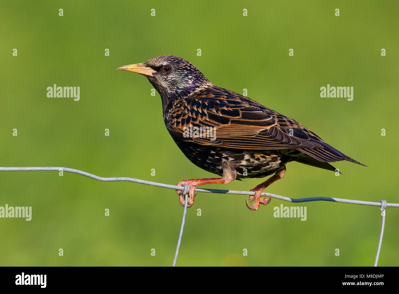 Spreeuw op hek; Common Starling on fench Stock Photo