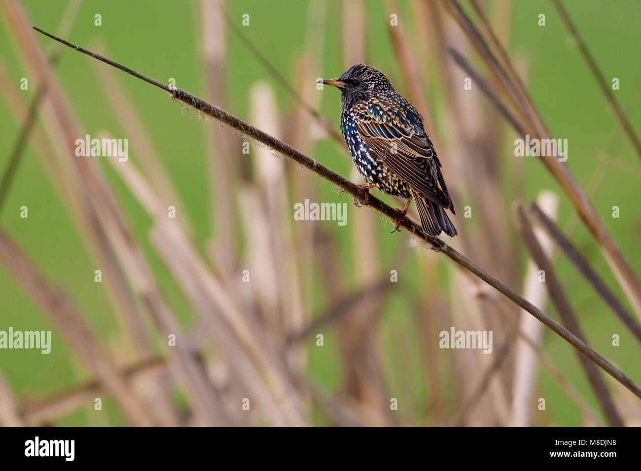 Volwassen Spreeuw in winterkleed; Adult Common Starling in winter plumage Stock Photo