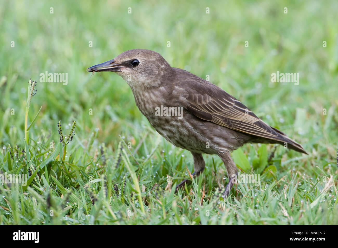 Juveniele Spreeuw in grasveld; Juenvile Common Starling in field Stock Photo